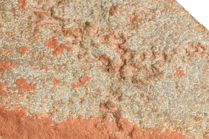 Horodyskia Fossil Slab - Oldest Known Multicellular Life #298597